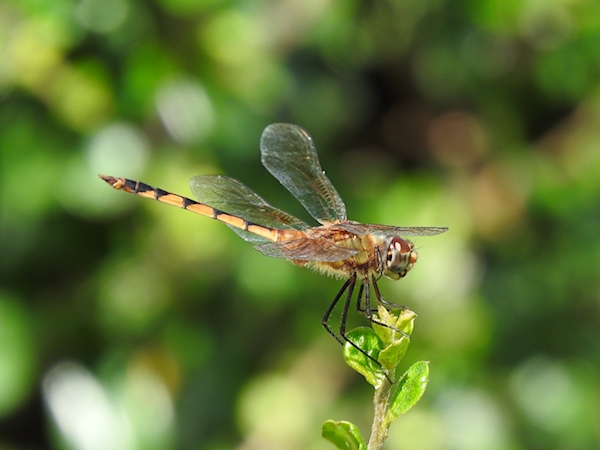 Con chuồn chuồn số bao nhiêu trong tâm linh?