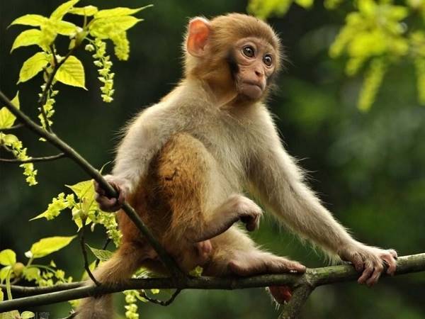 Con khỉ số mấy? Con khỉ số bao nhiêu từng trường hợp