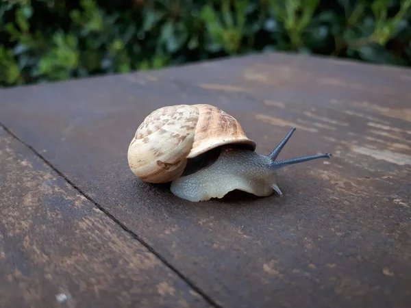 Lý giải con ốc số mấy, nằm mơ thấy con ốc là điềm báo gì?