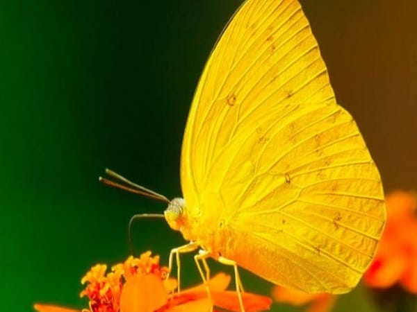 Con bướm vàng là số mấy theo quan niệm dân gian