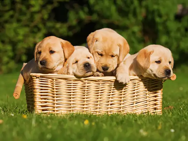 Con chó con số bao nhiêu theo những góc nhìn khác nhau