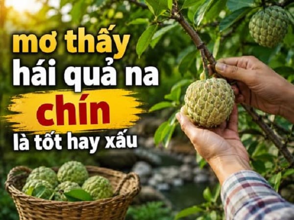 Nằm mơ thấy hái quả na chín là tốt hay xấu