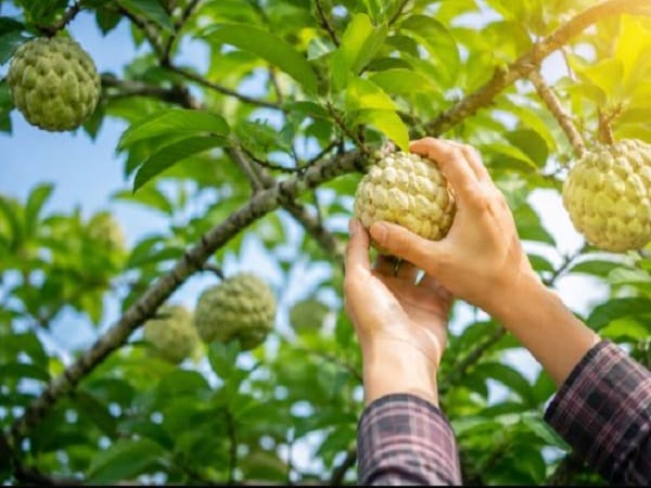 Nằm mơ thấy hái quả na chín là tốt hay xấu, số gì may?
