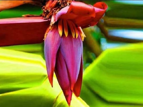 Nằm mơ thấy hoa chuối là điềm gì, lành hay dữ, số gì lộc