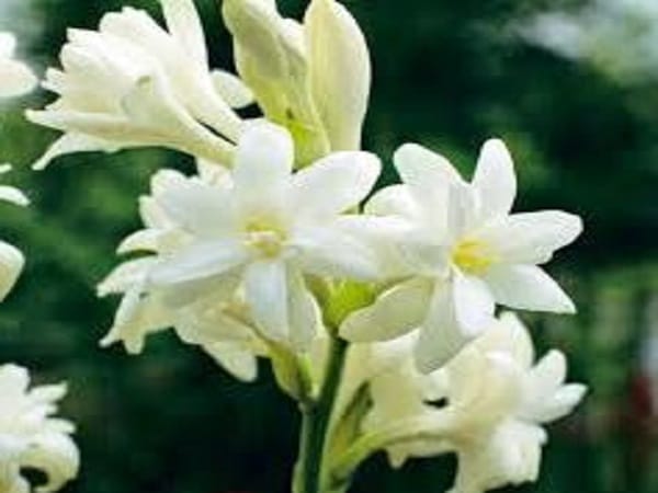 Nằm mơ thấy hoa nở màu trắng