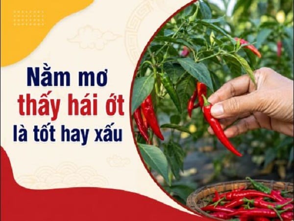 Nằm mơ thấy hái ớt là tốt hay xấu?