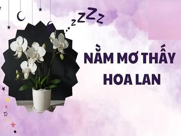 Ý nghĩa chung khi mơ thấy hoa lan